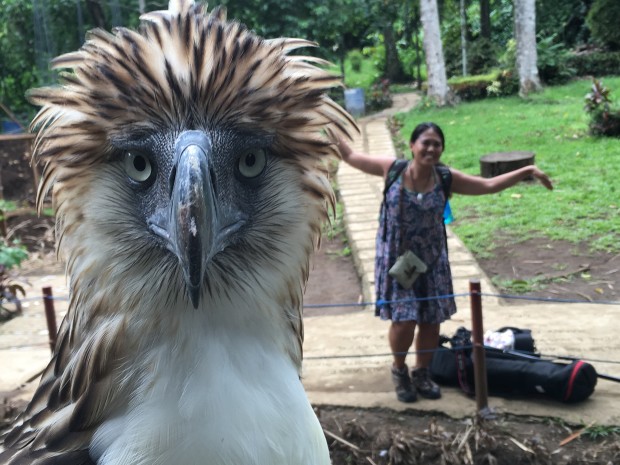Fighter is an endangered eagle Andrea met at the Philippine Eagle Center in Davao.
